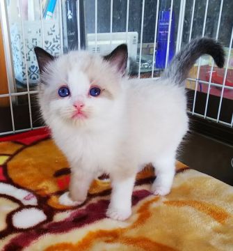 ラグドール【大阪府・女の子・2020年11月15日・シールポイントバイカラー】の写真「丸いお顔がキュート✨」