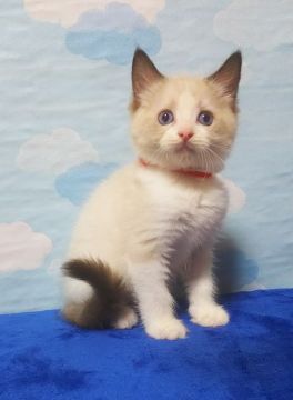 ラグドール【大阪府・男の子・2021年7月20日・シールポイントバイカラー】の写真「かわいいお姫様」