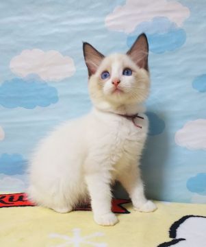 ラグドール【大阪府・女の子・2021年6月26日・シールポイントバイカラー】の写真「気品のあるラグちゃん」