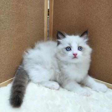 ラグドール【大阪府・男の子・2022年7月25日・ブルーポイントバイカラー】の写真「淡いブルーの目が上品な男の子です」