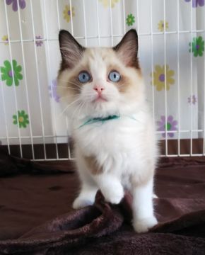 ラグドール【大阪府・女の子・2020年7月16日・シールポイントバイカラー】の写真「綺麗な女の子です。」