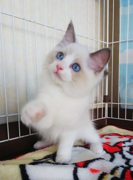 ラグドール【大阪府・男の子・2021年6月15日・ブルーポイントバイカラー】の写真「綺麗なバイカラーです☺️」