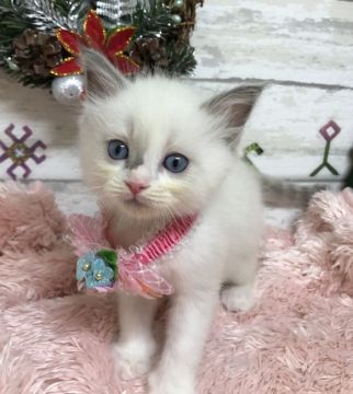 ラグドール【大阪府・男の子・2017年10月10日・ブルーポイントバイカラー】の写真「イケメン君です。 (ピンクりぼん)」