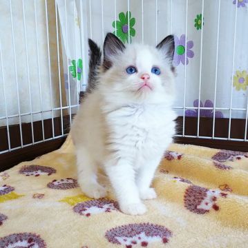 ラグドール【大阪府・女の子・2020年10月24日・シールポイントバイカラー】の写真「きれいなブルーの瞳です♪」