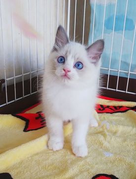 ラグドール【大阪府・女の子・2021年6月15日・ブルーポイントバイカラー】の写真「綺麗なバイカラーです☺️」