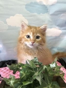 サイベリアン【大阪府・男の子・2018年1月29日・レッドマッカレルタビー】の写真「イケメンくん」