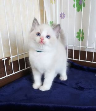 ラグドール【大阪府・男の子・2020年9月22日・ブルーポイントバイカラー】の写真「凛とした立ち姿素敵です✨」