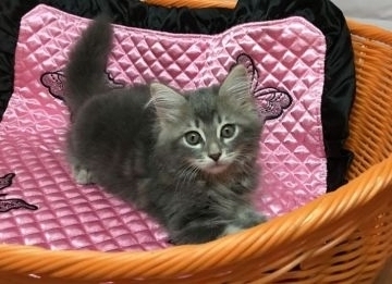 サイベリアン【大阪府・女の子・2017年6月28日・ブルートービー(ブルーパッチドタビー)】の写真「最初はシャイでも慣れると遊び大好き」