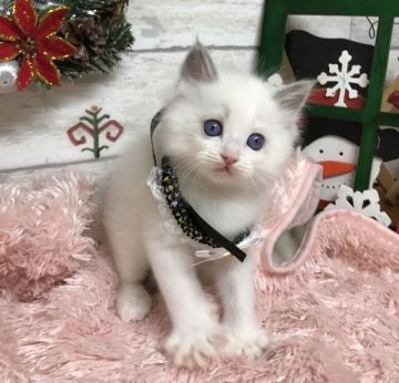 ラグドール【大阪府・男の子・2017年10月10日・ブルーポイントバイカラー】の写真「イケメン君です。 (リボン黒)」