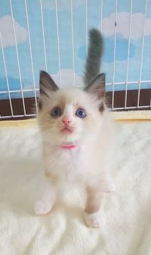 ラグドール【大阪府・女の子・2021年5月7日・シールポイントバイカラー】の写真「甘えたさんのラグドール♪」