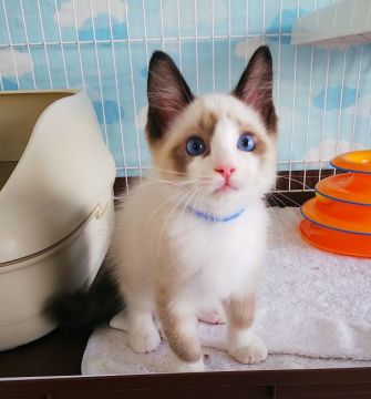 ラグドール【大阪府・男の子・2021年5月7日・シールポイントバイカラー】の写真「少し尾先にクセがあります。生活には支障はありません」