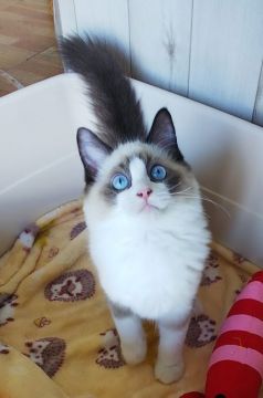 ラグドール【大阪府・男の子・2021年3月20日・シールポイントバイカラー】の写真「甘えたさんのラグドール♪」