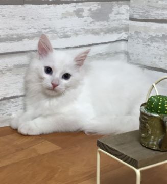 ノルウェージャンフォレストキャット【大阪府・男の子・2017年5月28日・ホワイト】の写真「稀少なホワイトの男の子です」
