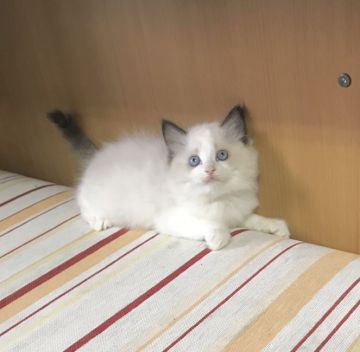 ラグドール【大阪府・男の子・2022年1月31日・シールポイントバイカラー】の写真「ふわもこ王子」