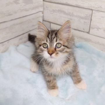 サイベリアン【大阪府・女の子・2022年6月6日・ブラウンマッカレルタビー&ホワイト】の写真「訳あり！尻尾が短いです。」