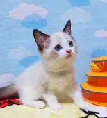 ラグドール【大阪府・男の子・2021年7月20日・シールポイントバイカラー】の写真1「9/27撮影」