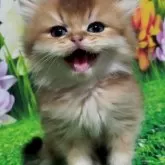 ブリティッシュロングヘア【大阪府・男の子・2023年10月13日・ブラックゴールデンシェーデッド】の写真1