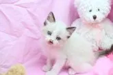 ラグドール【大阪府・女の子・2012年5月3日・シールポイントバイカラー】の写真2