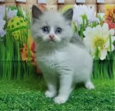 ラグドール【大阪府・男の子・2024年10月12日・ブルーポイントバイカラー】の写真3