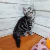 アメリカンショートヘア【大阪府・男の子・2023年4月8日・シルバークラッシックタビー】の写真3