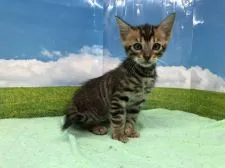 トイガー【大阪府・女の子・2018年2月25日・ブラウンマッカレルタビー】の写真3「トラっぽいです」