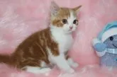 スコティッシュフォールド【大阪府・男の子・2013年11月3日・レッドタビー】の写真4