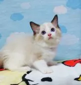 ラグドール【大阪府・男の子・2021年7月20日・シールポイントバイカラー】の写真4