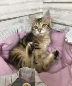 サイベリアン【大阪府・女の子・2018年11月1日・ブラウンクラッシックタビー】の写真5