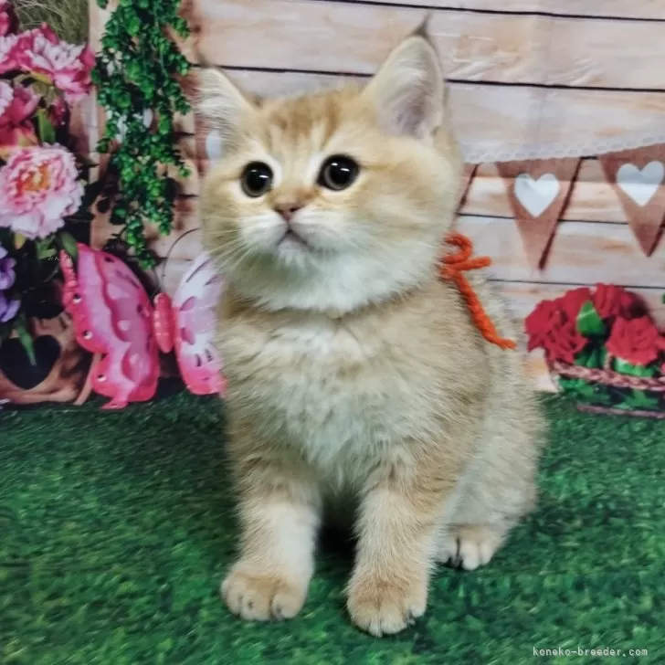 ID：2502-00982の子猫