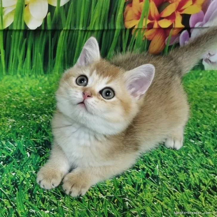 ID：2607-02557の子猫