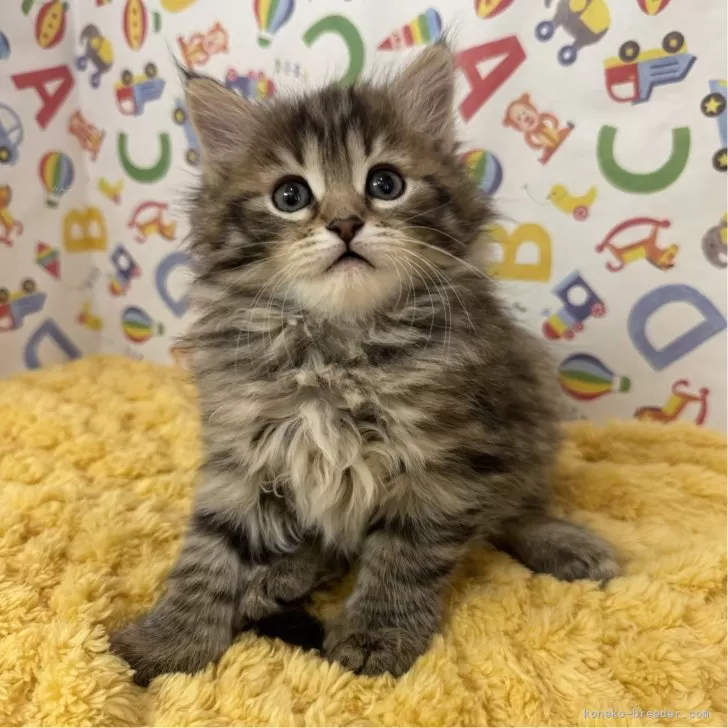 ID：2502-00167の子猫