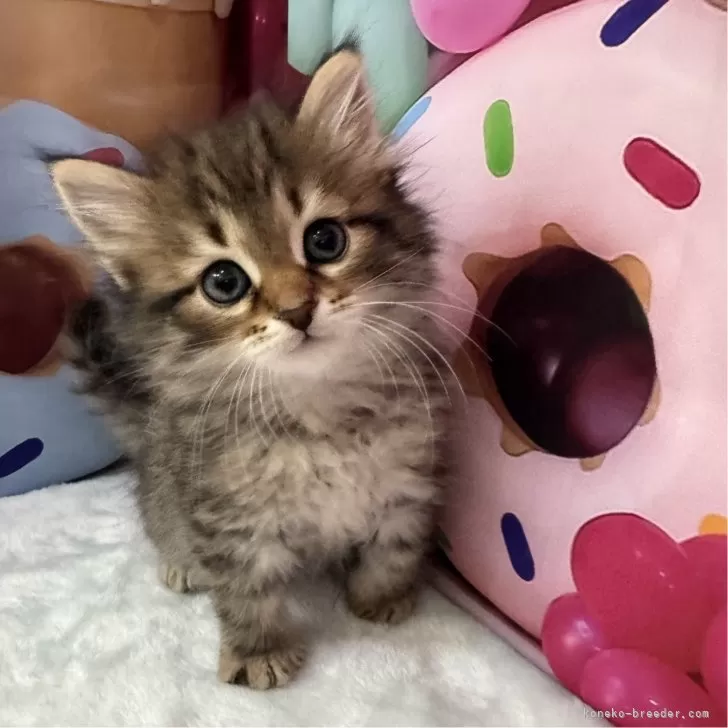 ID:2502-01828の子猫