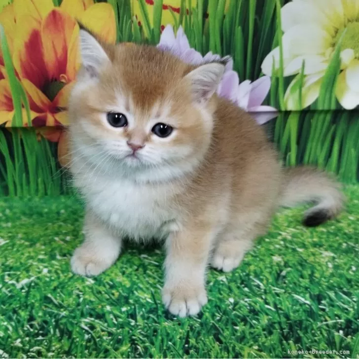 ID：2510-01965の子猫