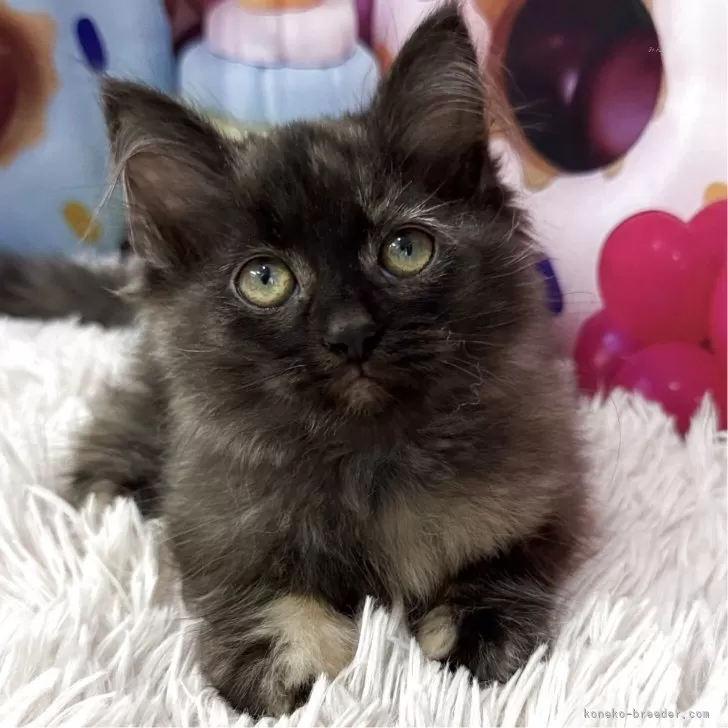 ID:2509-00494の子猫