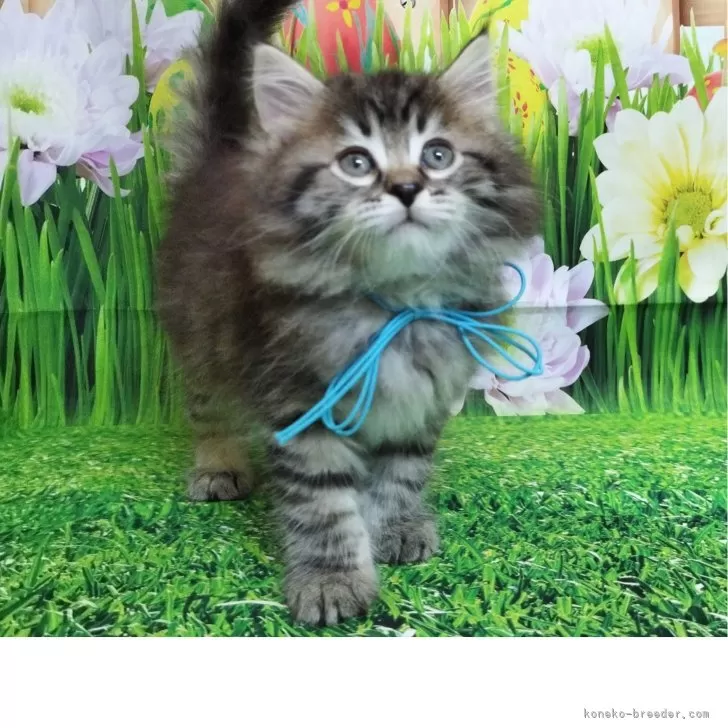 ID：2505-00894の子猫