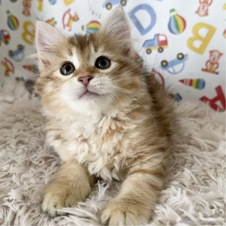 ID：2508-03369の子猫