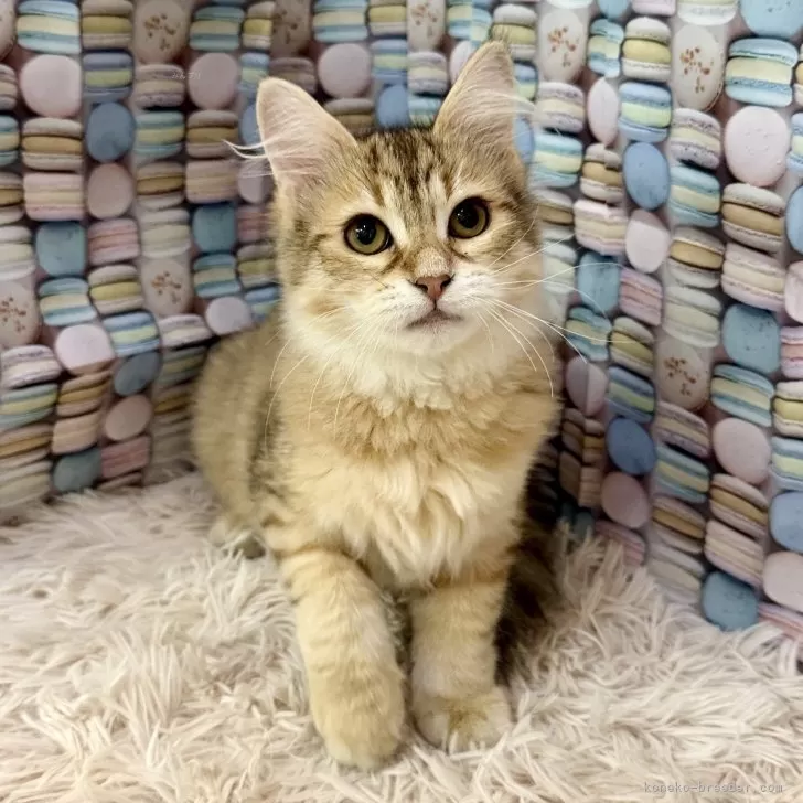 サイベリアン【大阪府・女の子・2025年6月6日・ブラウンマッカレルタビー】の写真1