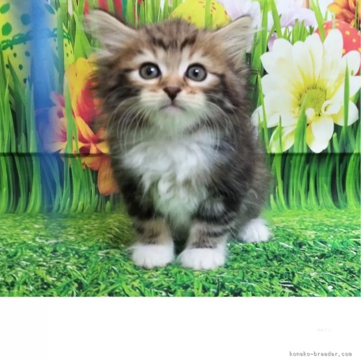 サイベリアン【大阪府・男の子・2025年3月12日・ブラウンクラシックタビー&amp;ホワイト】の写真1