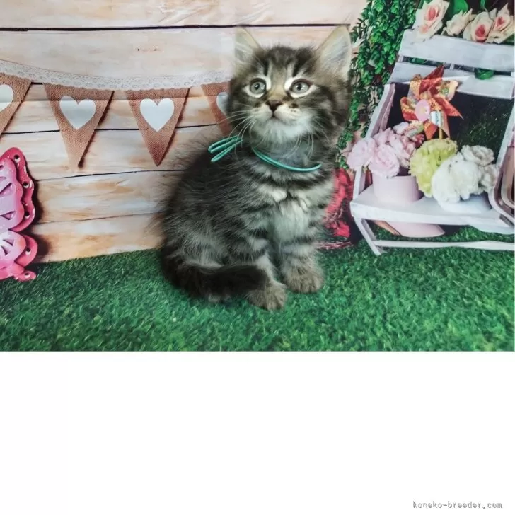 ID：2505-01743の子猫
