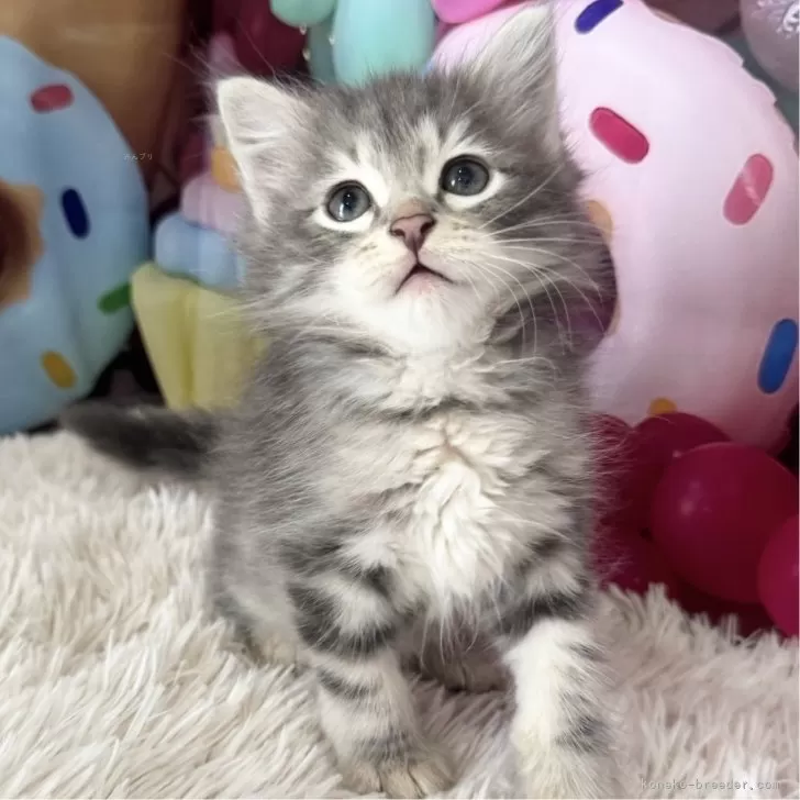 ID：2506-02502の子猫