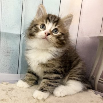 サイベリアン【大阪府・男の子・2025年9月14日・ブラウンマッカレルタビー&ホワイト】の写真「イケメンくん👑」