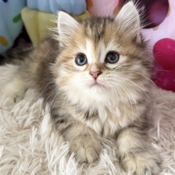 サイベリアン【大阪府・女の子・2025年7月7日・ブラウンパッチドタビー】の写真「美人さん🩷」