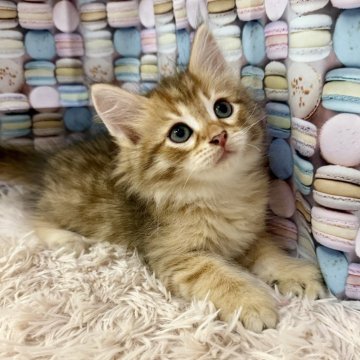 サイベリアン【大阪府・男の子・2025年8月9日・ブラウンマッカレルタビー】の写真「イケメンくん👑」