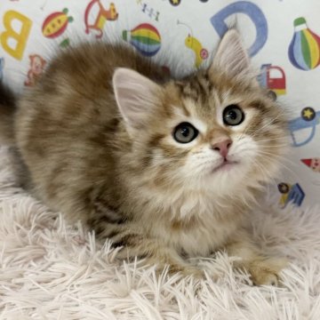 サイベリアン【大阪府・女の子・2025年10月3日・ブラウンマッカレルタビー】の写真「可愛いお姫様❣️」