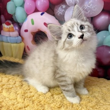 サイベリアン【大阪府・男の子・2025年8月9日・ブルーリンクスポイント&ホワイト】の写真「甘えん坊さん❣️」