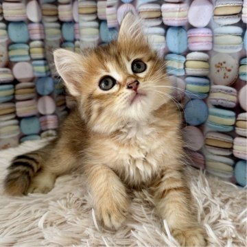 サイベリアン【大阪府・女の子・2025年6月6日・ブラウンマッカレルタビー】の写真「可愛い🩷」