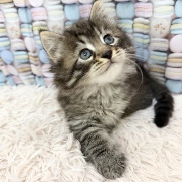 サイベリアン【大阪府・男の子・2025年9月1日・ブラウンマッカレルタビー】の写真「イケメンくん👑」