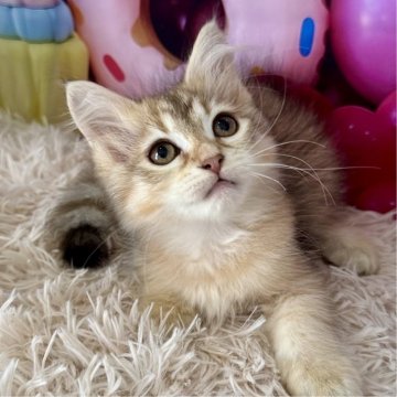 サイベリアン【大阪府・女の子・2025年6月6日・ブラウンマッカレルタビー】の写真「可愛い🩷」