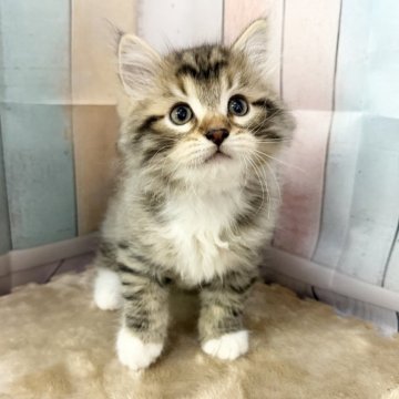 サイベリアン【大阪府・男の子・2025年9月20日・ブラウンマッカレルタビー&ホワイト】の写真「イケメンくん👑」