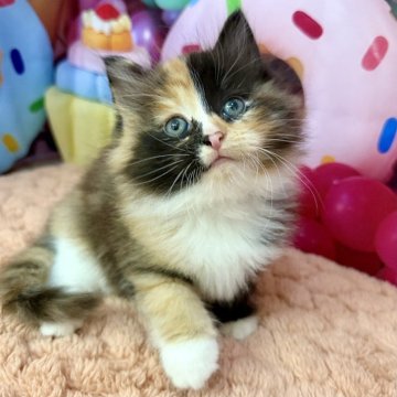 サイベリアン【大阪府・女の子・2025年9月14日・ブラウンパッチドタビー&ホワイト】の写真「可愛い❣️」